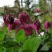 Горянка Epimedium Red Beauty