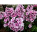 Флокс Phlox Красотка