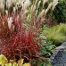 Мискантус Miscanthus Dronning Ingrid