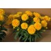 Кореопсис Coreopsis Golden Sphere