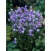 Кампанула Campanula La Belle
