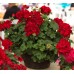 Пеларгония Pelargonium Calliope Dark Red