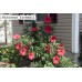 Гибискус Hibiscus Fireball