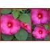 Гибискус Hibiscus Jazzberry Jam