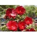 Гибискус Hibiscus Robert Fleming Гибискус Hibiscus Robert Fleming