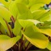 Хоста Hosta Fire Island