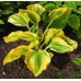 Хоста Hosta Forest Fire