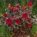 Гибискус Hibiscus Midnight Marvel Гибискус Hibiscus Midnight Marvel