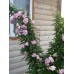 Калистегия Flore Pleno