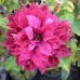 Клематис Clematis Red Star