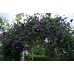 Клематис Clematis Mary Rose