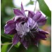 Клематис Clematis Mary Rose