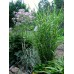 Мiскантус Miscanthus "Zebrinus"