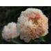 Пион Paeonia Summer Glow Пион Paeonia Summer Glow