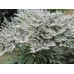 Кермек татарский Goniolimon tataricum