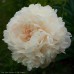 Пион Paeonia Summer Glow Пион Paeonia Summer Glow