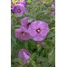 Гибискус Hibiscus Berrylicious