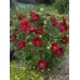Гибискус Hibiscus Cranberry Crush