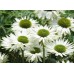 Эхинацея Echinacea Virgin