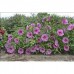 Гибискус Hibiscus Berrylicious