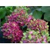 Гортензия Hydrangea SAXON® SCHLOSS WACKERBARTH