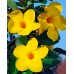 Диплодения Sundevilla Diamantina Opale Citrine