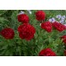 Пион Paeonia Christmas Velvet
