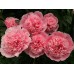 Пион Paeonia Etched Salmon