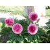 Пион Paeonia Bess Bockstoce Пион Paeonia Bess Bockstoce