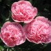 Пион Paeonia Etched Salmon