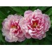 Paeonia Itoh Pink Double Dandy