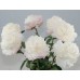Пион Paeonia Moon Over Barrington