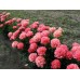 Пион Paeonia Lorelei Пион Paeonia Lorelei