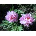 Paeonia Itoh First Arrival