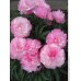 Пион Paeonia Joker