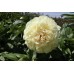 Пион Paeonia Blonde Vision