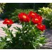 Пион Paeonia Mackinac Grand