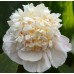 Пион Paeonia Quitzin Пион Paeonia Quitzin