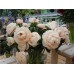 Пион Paeonia Pastelegance