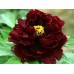 Пион Paeonia Black Beauty
