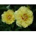 Paeonia Itoh Garden Treasure