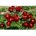 Пион Paeonia Червоний Оксамит