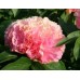 Пион Paeonia Lois Choice
