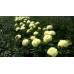 Пион Paeonia Sunny Girl