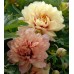 Paeonia Itoh Copper Kettle