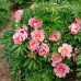 Paeonia Itoh Pink Double Dandy