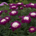 Пион Paeonia White Cap