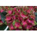 Гортензия Hydrangea SAXON® SCHLOSS WACKERBARTH