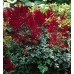 Астильба Astilbe Glut