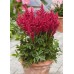 Астильба Astilbe Mighty Red Quin
